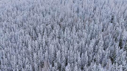 冬季森林雪松自然景观