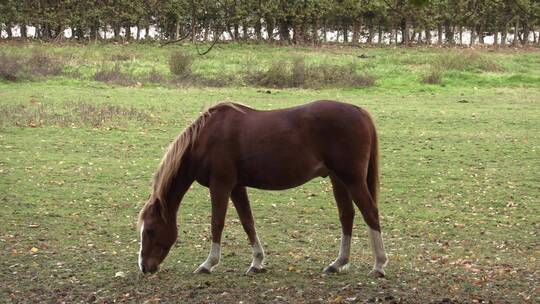 一只在草地上吃草的马