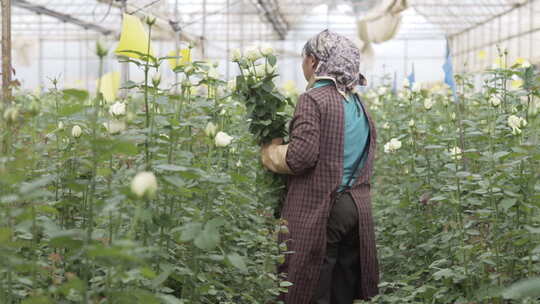 云南地拍种花基地内花农采摘鲜花中景