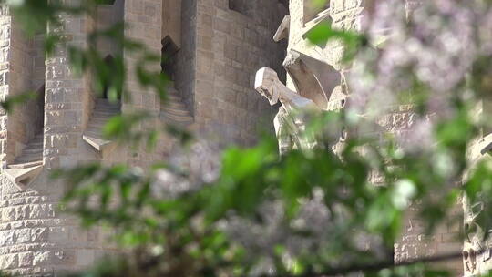 西班牙巴塞罗那圣家堂前的树枝