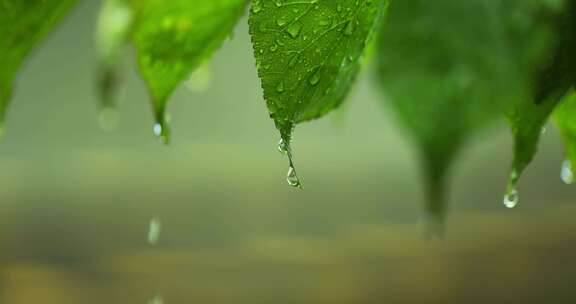 （慢镜）下雨天水珠从绿叶写滑落微距特写