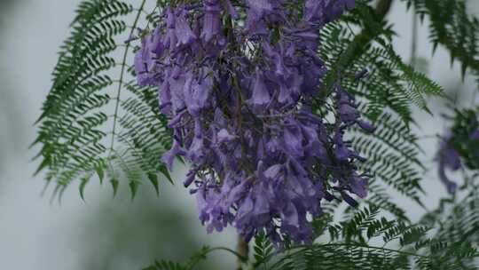 蓝花楹花朵花瓣花开