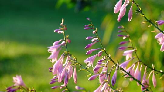清晨阳光下花园里带露珠的摇曳的粉色花朵