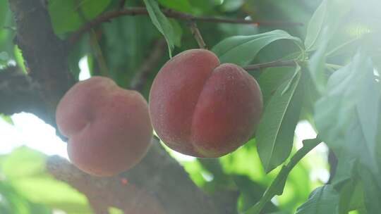 水蜜桃 阳光下的水蜜桃 桃子 水果