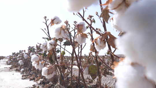 新疆棉花素材