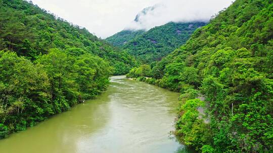 森林山涧溪流溪水青山绿水航拍前进