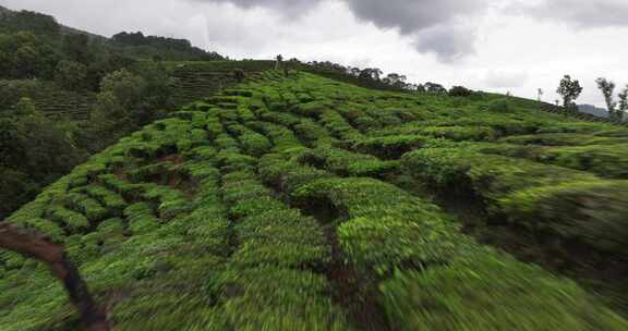 云南普洱茶山航拍