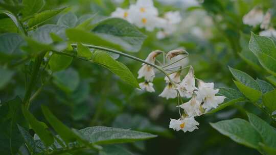 农业粮食种植土豆洋芋马铃薯花叶