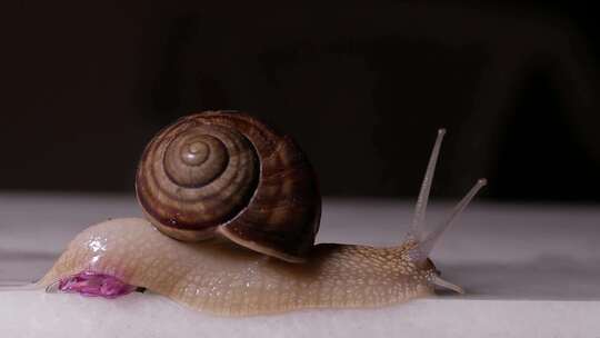 蜗牛缓慢爬行素材