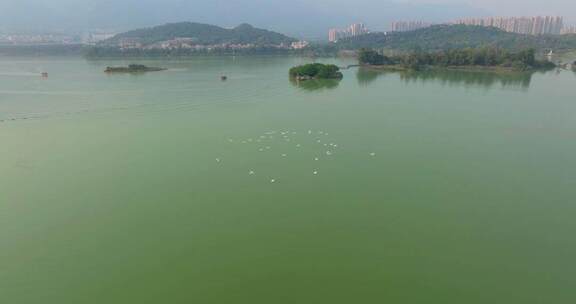 白鹭鸟群飞翔在广东肇庆七星岩星湖之上