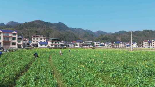 航拍农民劳作油菜花田