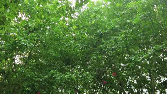 夏日参天大树法国梧桐实拍绿色植物