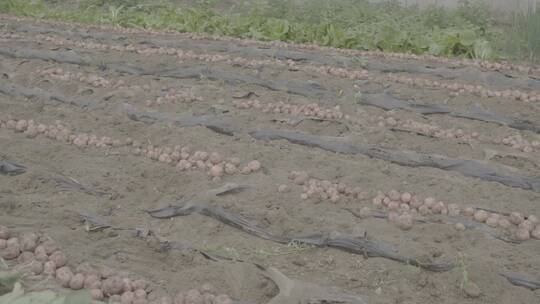 土豆种植收获土豆LOG视频素材