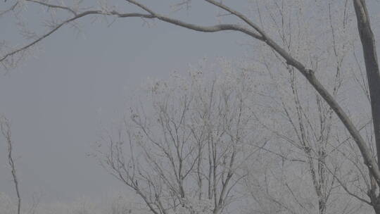 中国华北东北冬季春节新年树木雾凇自然户外