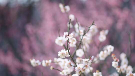 春天鲜花盛开勃勃生机画面