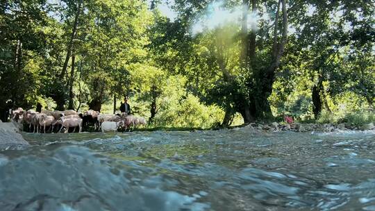小溪视频山羊涉水蹚水过小溪