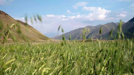 吉尔吉斯斯坦山脉美丽的山谷自然。中亚无尽的风景提供野地