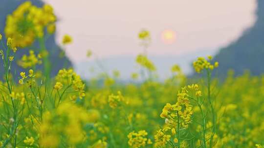 油菜花 春暖花开