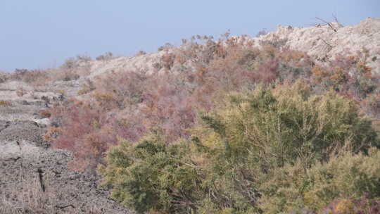 新疆秋天沙漠植被4K素材