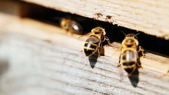 养蜂人蜂蜜蜜蜂蜂蜜生产4K