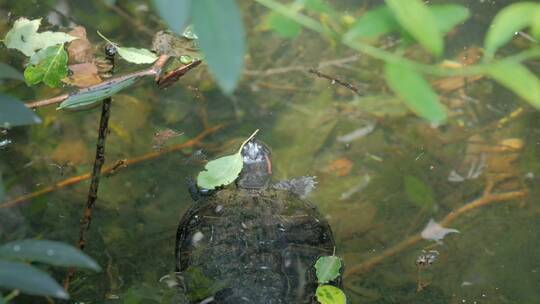 池塘里的乌龟找到了它的头