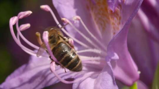 蜜蜂采蜜 蜜蜂采集花粉视频素材模板下载