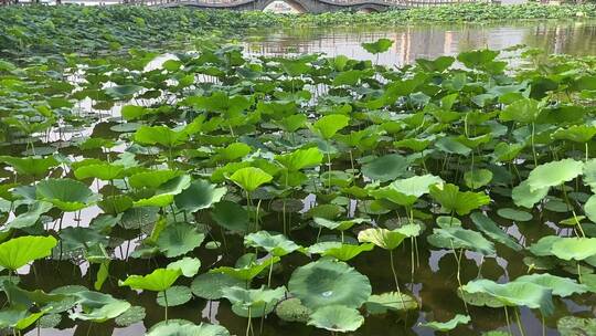 济南5A级景区大明湖，夏季荷花盛开风景怡人