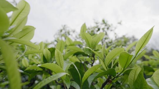 4K-古树春茶，春茶发芽，绿茶新芽视频素材模板下载