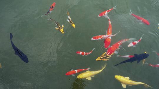花园水池锦鲤鱼观赏鱼