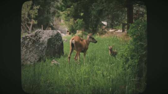 两只小鹿在田野8毫米电影风格中跑过母鹿