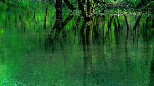 河中的树林