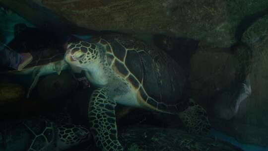 4K特写海洋大海龟动物实拍视频