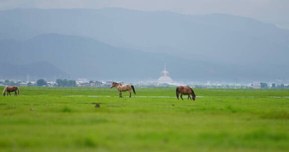 香格里拉纳帕海草原上的马儿