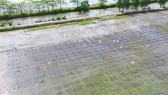 4K120p升格白鹭湿地乡村农田生态保护