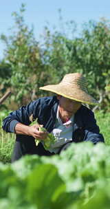 农民在田地择菜种植