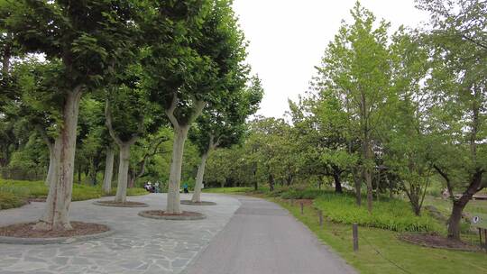 上海植物园品质绿色植被人流实拍