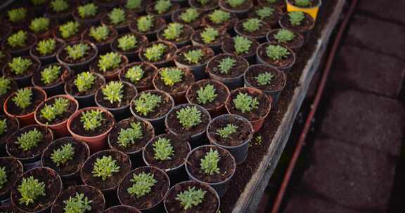 生长在塑料容器中并在室内整齐排列的植物