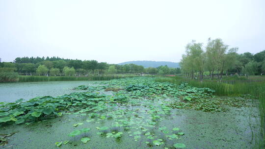 武汉光谷西苑公园风景