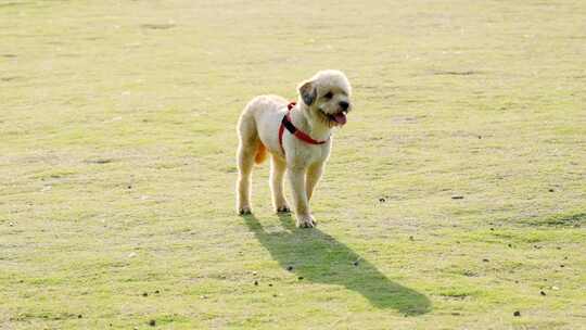 傍晚草地公园玩耍的宠物狗贵宾犬泰迪