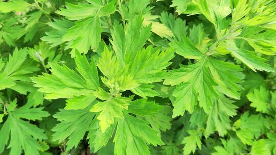 疫情城市农村街道菜园春天绿色植物