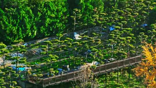 西安古观音禅寺千年银杏树