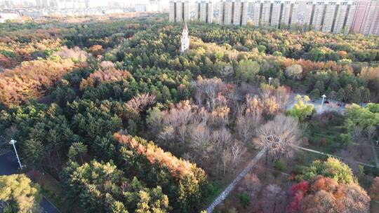 黑龙江省森林植物园秋景航拍