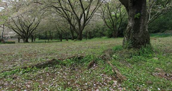 春雨樱花雨樱花飘落凋谢落幕春去