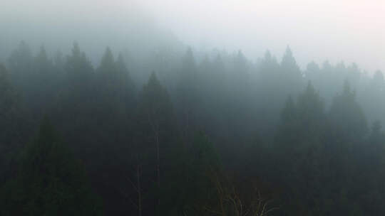 清晨山林迷雾视频素材模板下载
