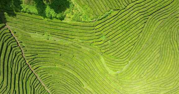 种植园，梯田，茶，绿色