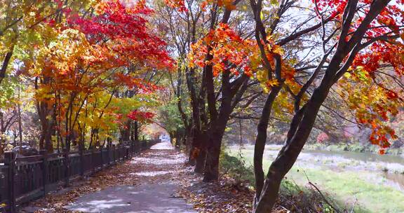 大自然秋天 美丽的林荫小道
