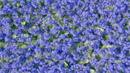 蓝色花海 动态花背景
