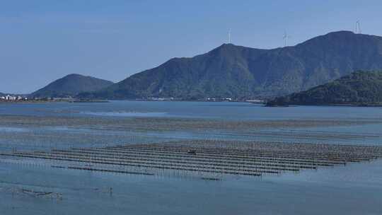 生蚝海上养殖场壮观景象