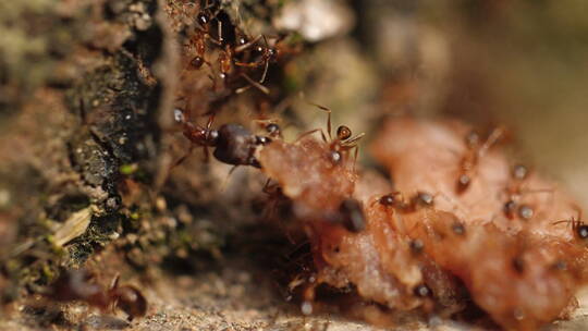 一群蚂蚁合作搬运食物微距特写镜头