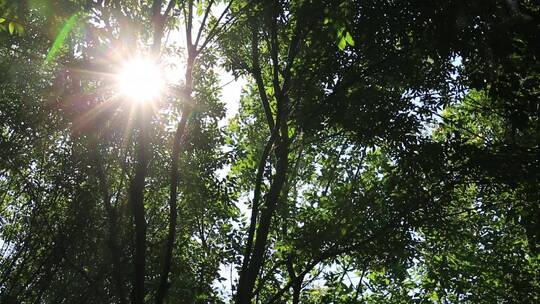 夏季的树林和灿烂的阳光